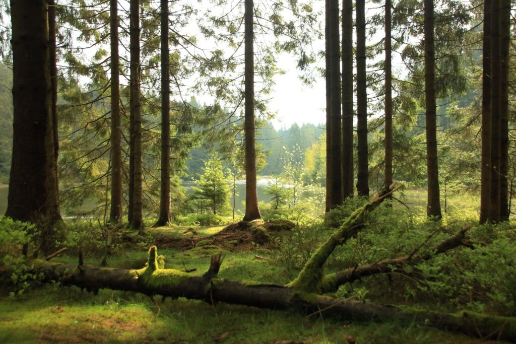 Abgelegener See im Harzer Wald