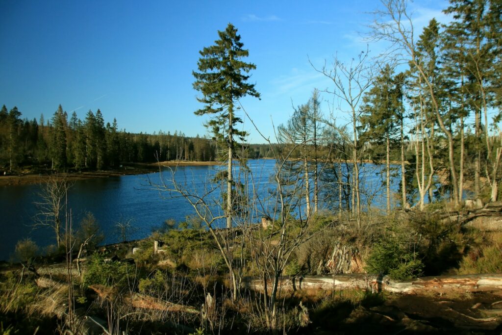 Oderteich am Torfhaus
