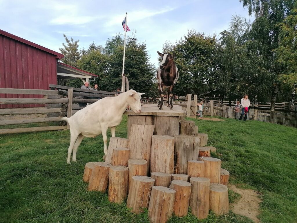 Ziegen im Streichelgehege von Pullman City